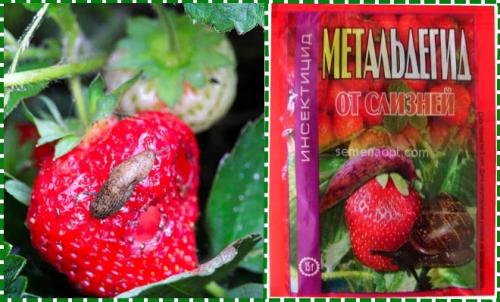 Обработка клубники осенью на зиму от болезней и вредителей