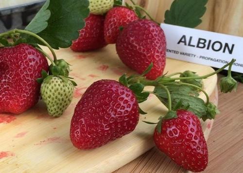 Клубника мальга в теплице. 12 лучших ремонтантных сортов клубники: подробный обзор с описаниями и фото