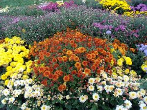 Дубки когда сажать. Выращивание цветов дубков 01