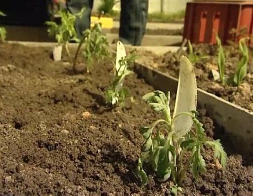 Цветы дубки обрезка. Правила ухода за Китайской хризантемой