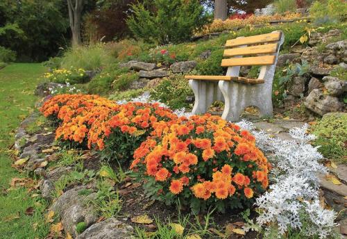 Дубки и хризантемы отличия. Что собой представляют корейские хризантемы