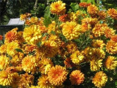 Посадка дубков осенью. Цветы дубки: посадка в открытый грунт, размножение, уход