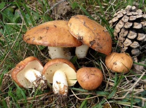 Как почистить маслята быстро и легко. Как быстро и эффективно почистить грибы от пленки? 02 Как почистить маслята быстро и легко. Как быстро и эффективно почистить грибы от пленки? 02