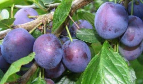 Сок из сливы, как называется. Сливовый сок и рецепты напитков из него