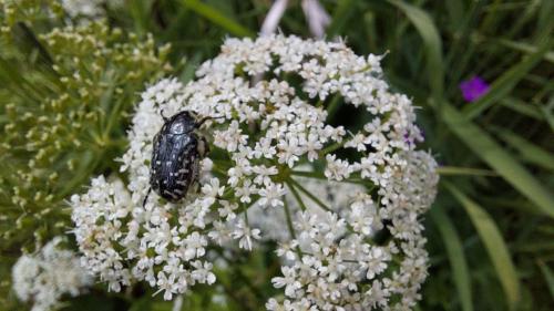 Прощай, сныть: 10 практичных советов для избавления от этого раздражающего недуга 09 Прощай, сныть: 10 практичных советов для избавления от этого раздражающего недуга 09