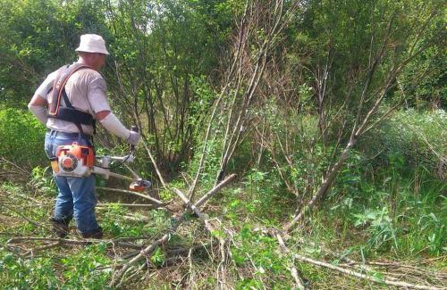 Какие методы удаления ивы существуют. Как бороться с ивой на участке