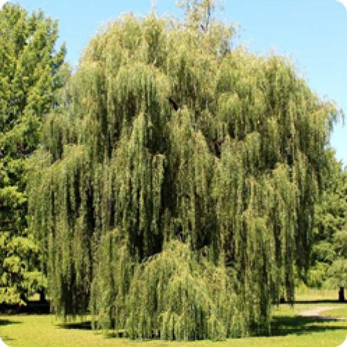 Какие виды ивы наиболее распространены. ДЕКОРАТИВНЫЕ ИВЫ: БИОЛОГИЧЕСКИЕ ОСОБЕННОСТИ И ВИДЫ