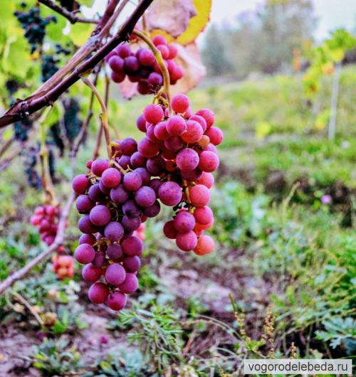 Как предотвратить повреждение побегов во время осенней обрезки двухлетнего винограда. Когда начинать осеннюю обрезку винограда, чтобы не испортить будущий урожай?