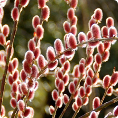 Какие виды ивы наиболее распространены. ДЕКОРАТИВНЫЕ ИВЫ: БИОЛОГИЧЕСКИЕ ОСОБЕННОСТИ И ВИДЫ