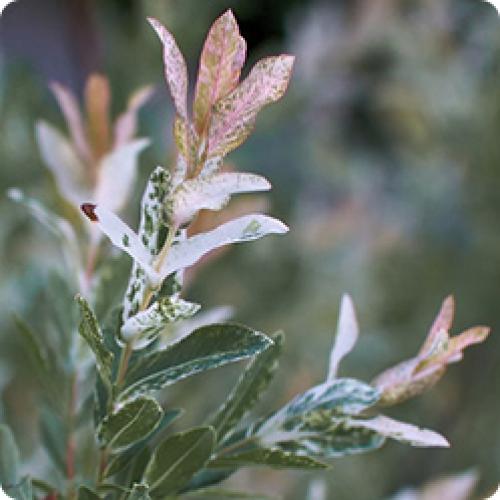 Какие виды ивы наиболее распространены. ДЕКОРАТИВНЫЕ ИВЫ: БИОЛОГИЧЕСКИЕ ОСОБЕННОСТИ И ВИДЫ