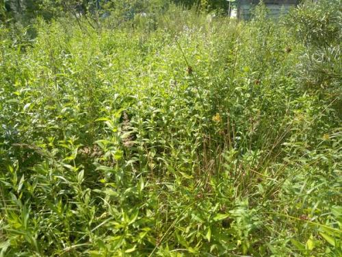 Как правильно и безопасно работать с инструментом для очистки участка от кустов и деревьев. Опыт через ошибки и заблуждения