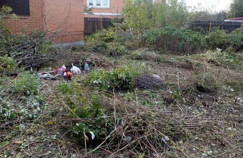 Какие методы удаления ивы существуют. Как бороться с ивой на участке