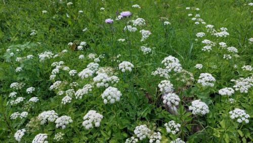 Прощай, сныть: 10 практичных советов для избавления от этого раздражающего недуга 08 Прощай, сныть: 10 практичных советов для избавления от этого раздражающего недуга 08