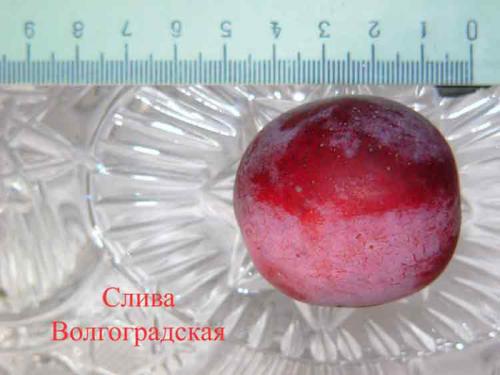 Сорта чернослива. Лучшие сорта слив — самые вкусные, крупные и урожайные