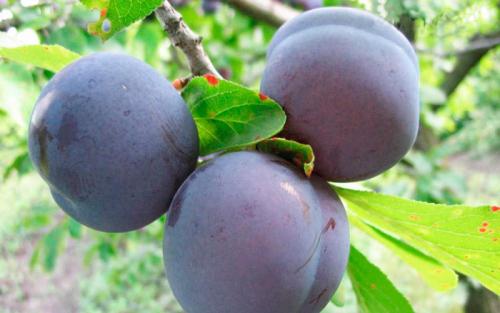 Сорта чернослива. Лучшие сорта слив — самые вкусные, крупные и урожайные