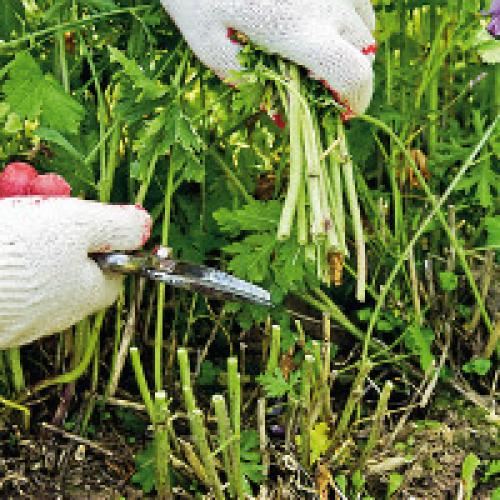 Когда обрезать пионы на зиму. Обрезка пионов зимой, весной и осенью