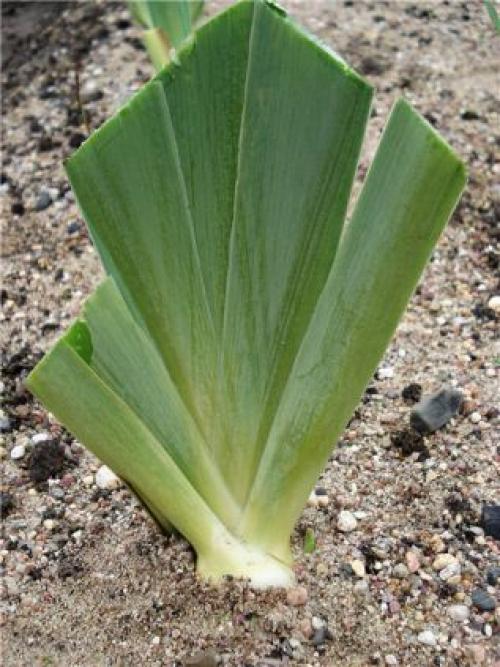 Когда обрезать ирисы на зиму. Осенняя обрезка ирисов