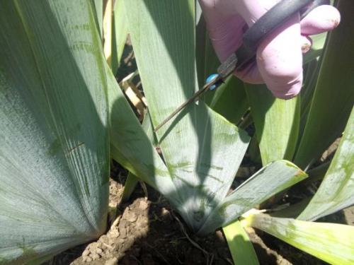 Когда обрезать ирисы на зиму. Осенняя обрезка ирисов