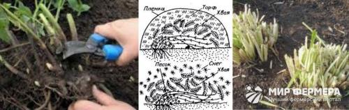 Что делать с лилейниками осенью и во время подготовки к зиме. Осенняя подкормка 03 Что делать с лилейниками осенью и во время подготовки к зиме. Осенняя подкормка 03