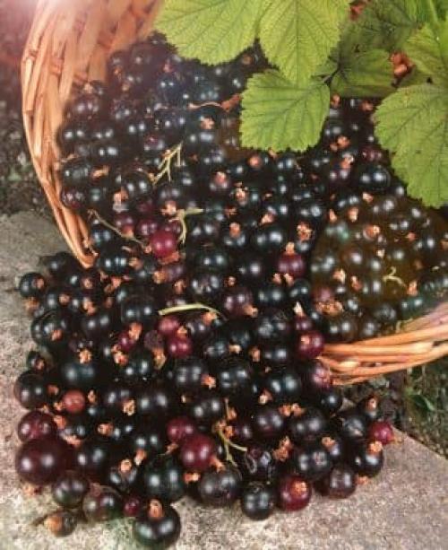 Смородина лентяй. Характеристика