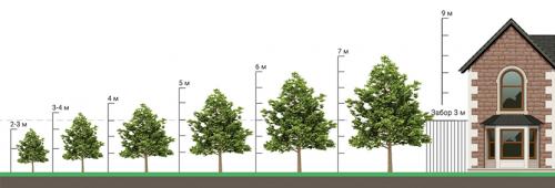 Высота липа мелколистная. Ботаническое описание дерева липа: как цветет растение 09