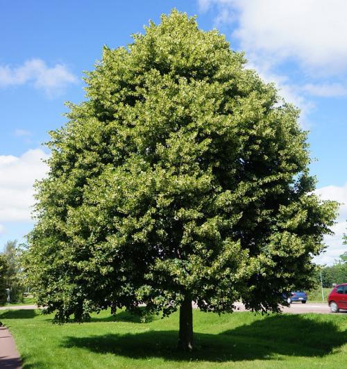 Высота липа мелколистная. Ботаническое описание дерева липа: как цветет растение 05