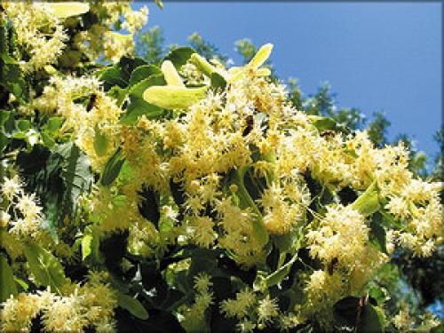 Липа мелколистная сорта. Липа – отличный медонос