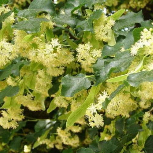 Высота липа мелколистная. Ботаническое описание дерева липа: как цветет растение 03