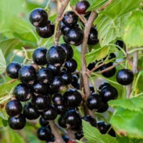 Черная смородина Валовая описание. Описание сорта черной смородины Валовая