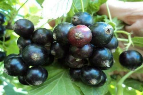 Смородина селеченска. Смородина Селеченская: описание сорта и его особенности