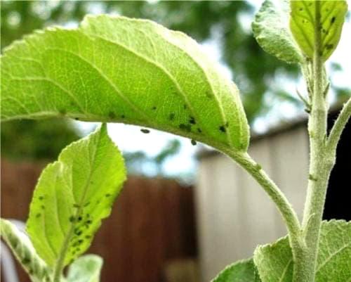 Каланхоэ листья покрылись белым налетом. Мучнистая роса 08 Каланхоэ листья покрылись белым налетом. Мучнистая роса 08