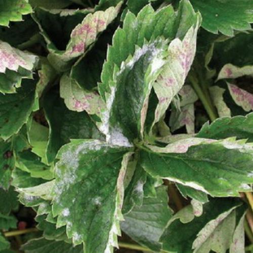 Каланхоэ листья покрылись белым налетом. Мучнистая роса 05 Каланхоэ листья покрылись белым налетом. Мучнистая роса 05