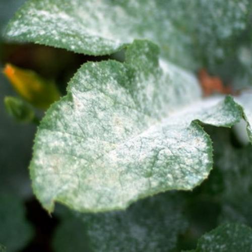 Каланхоэ листья покрылись белым налетом. Мучнистая роса 03 Каланхоэ листья покрылись белым налетом. Мучнистая роса 03