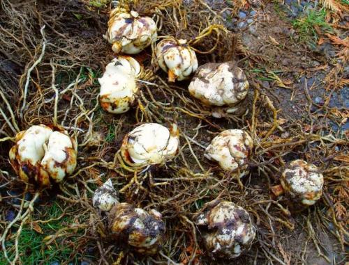 Когда пересаживать лилии. Когда можно пересаживать лилии с одного места на другое