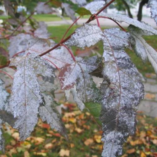 Каланхоэ листья покрылись белым налетом. Мучнистая роса 02