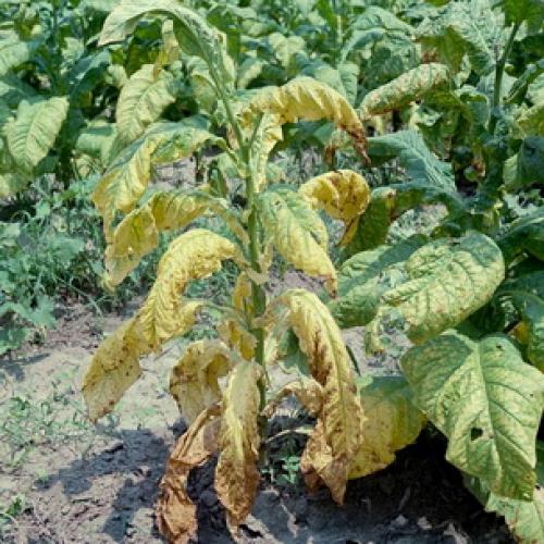 Каланхоэ листья покрылись белым налетом. Мучнистая роса 07 Каланхоэ листья покрылись белым налетом. Мучнистая роса 07