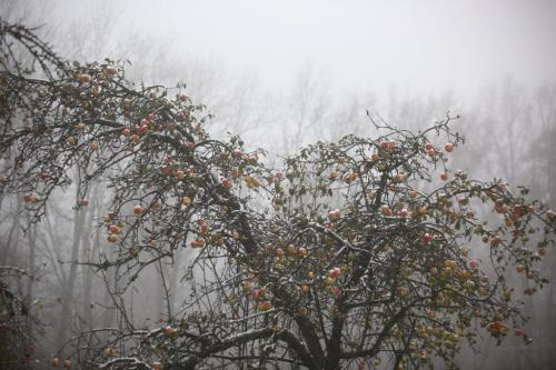В какое время года лучше проводить обрезку и подкормку. Когда обрезать деревья: как правильно и в каком месяце лучше