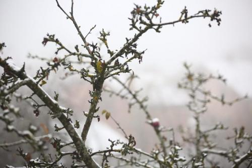 В какое время года лучше проводить обрезку и подкормку. Когда обрезать деревья: как правильно и в каком месяце лучше