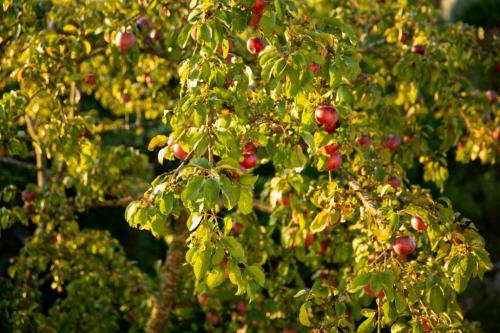 В какое время года лучше проводить обрезку и подкормку. Когда обрезать деревья: как правильно и в каком месяце лучше