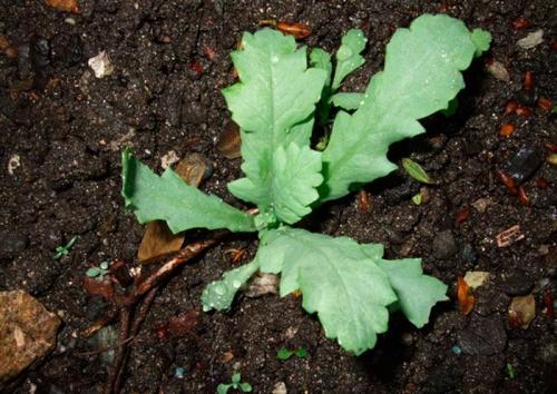 Посадка мака корневищем. Выращивание мака из семян