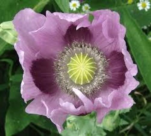 Как отличить декоративный мак от опийного. Какие виды (сорта) мака запрещено выращивать на участке?, какие можно?