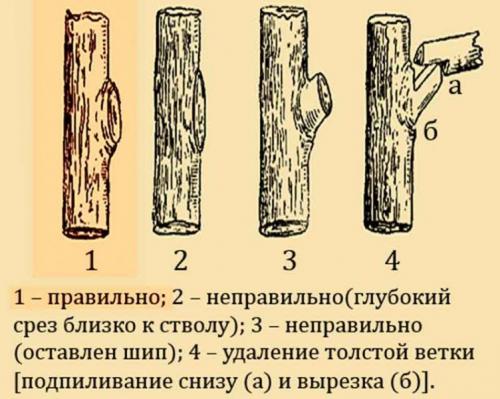 Обрезка сливы осенью. Когда делать обрезку сливы