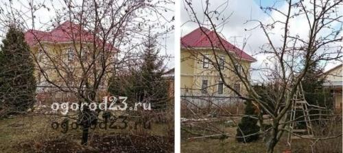Обрезка деревьев осенью в каком месяце. Осенняя обрезка яблони