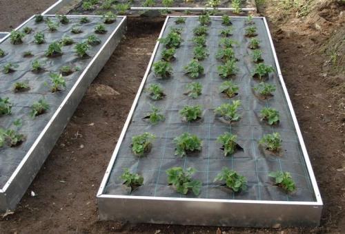 Какие растения можно использовать для борьбы с сныти. Как избавиться от сныти на дачном участке: советы опытных агрономов