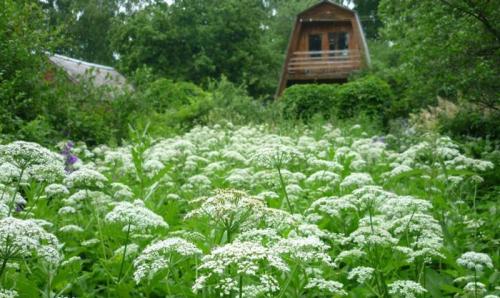 Какие растения можно использовать для борьбы с сныти. Как избавиться от сныти на дачном участке: советы опытных агрономов