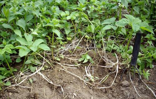 Какие растения можно использовать для борьбы с сныти. Как избавиться от сныти на дачном участке: советы опытных агрономов