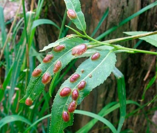 Какие вредители могут быть связаны с ивой на участке. Болезни и вредители