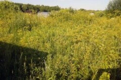 Какие сезонные факторы могут повлиять на процесс очистки участка от кустарников и поросли. Где вы работаете и сколько стоят Ваши услуги?