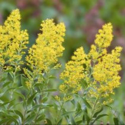 Какие методы можно использовать для очистки запущенного участка. Растения фильтры