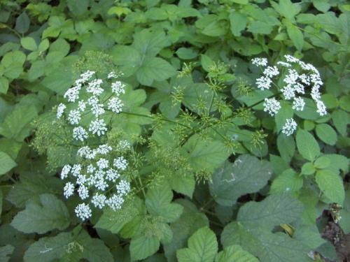 Какие растения можно использовать для борьбы с сныти. Как избавиться от сныти на дачном участке: советы опытных агрономов